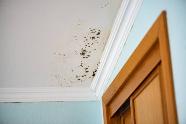 Best Attic Mold Removal  in Avenue B And C, AZ