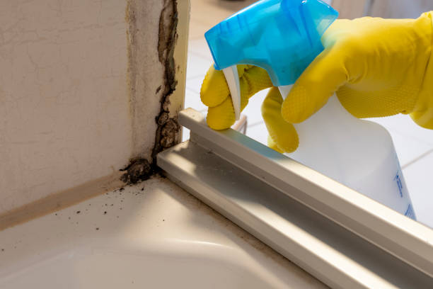 Best Residential Mold Removal  in Avenue B And C, AZ