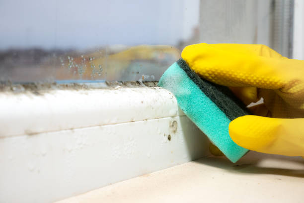 Best Office Mold Removal Services  in Avenue B And C, AZ